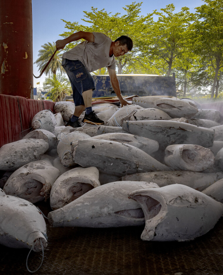 En arbeider laster tunfisk ombord på en lastebil ved Ch'ien-chen fiskehavn i Kaohsiung i Taiwan.