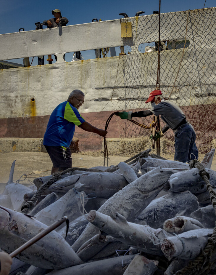 Havnearbeidere losser tunfisk og haier ved Ch'ien-chen fiskehavn i Kaohsiung i Taiwan.
