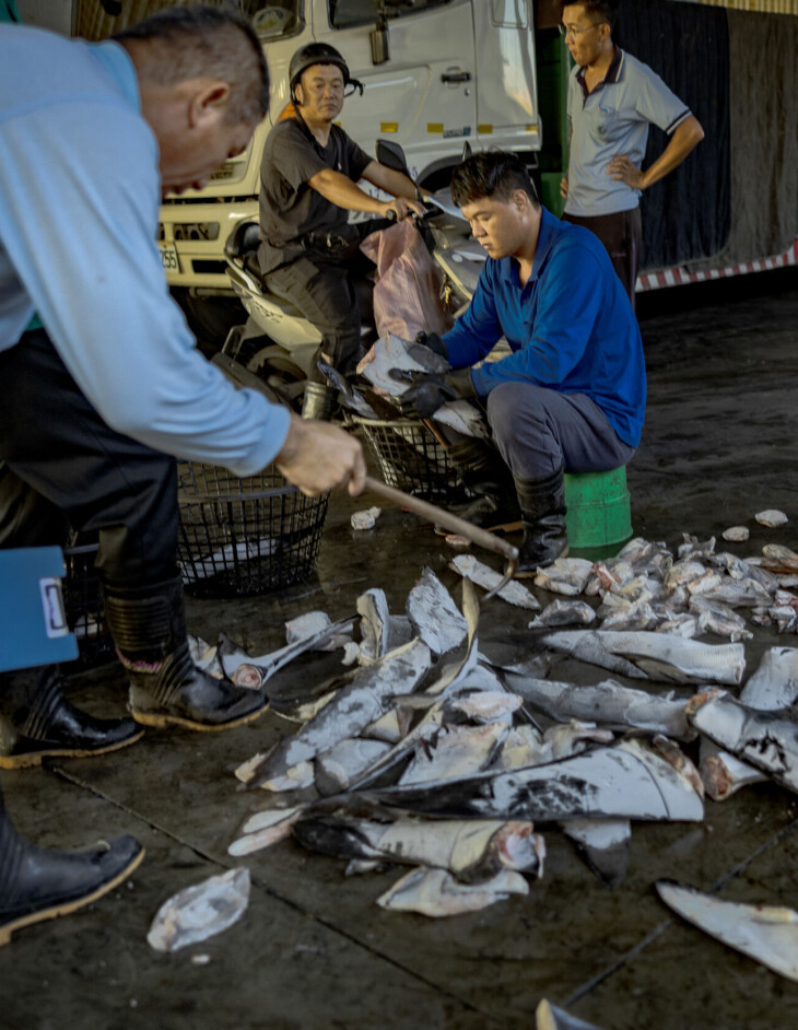 Arbeidere klipper av finner fra haier ved fiskehavnen i Donggang i Taiwan.
