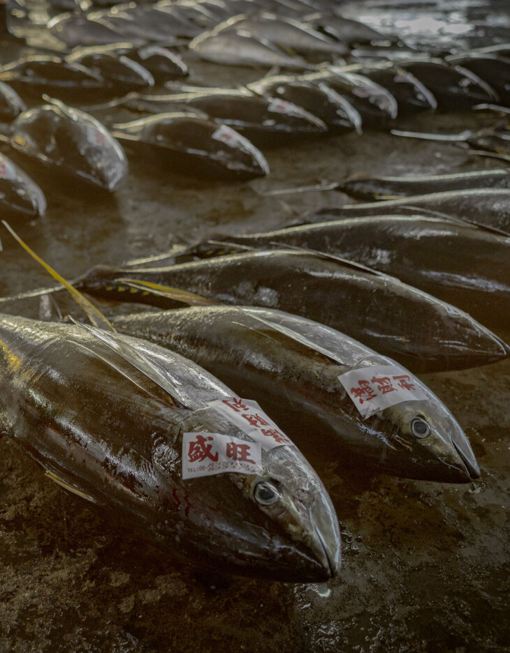 Tunfisk ligger klar til auksjon ved fiskehavna i Donggang i Taiwan.