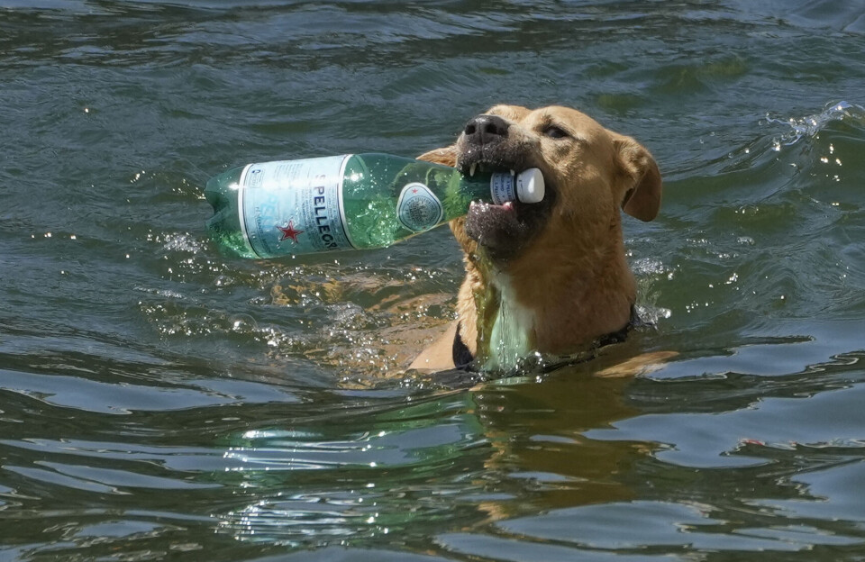 Tirsdag neste uke møtes verden i Genève for å komme nærmere en global plastavtale. Bildet viser en hund som henter en plastflaske i Seinen i Paris.