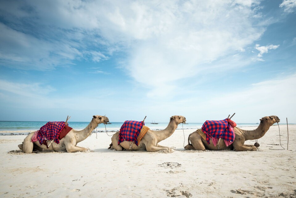 Tre kameler på Diani Beach i Kenya.