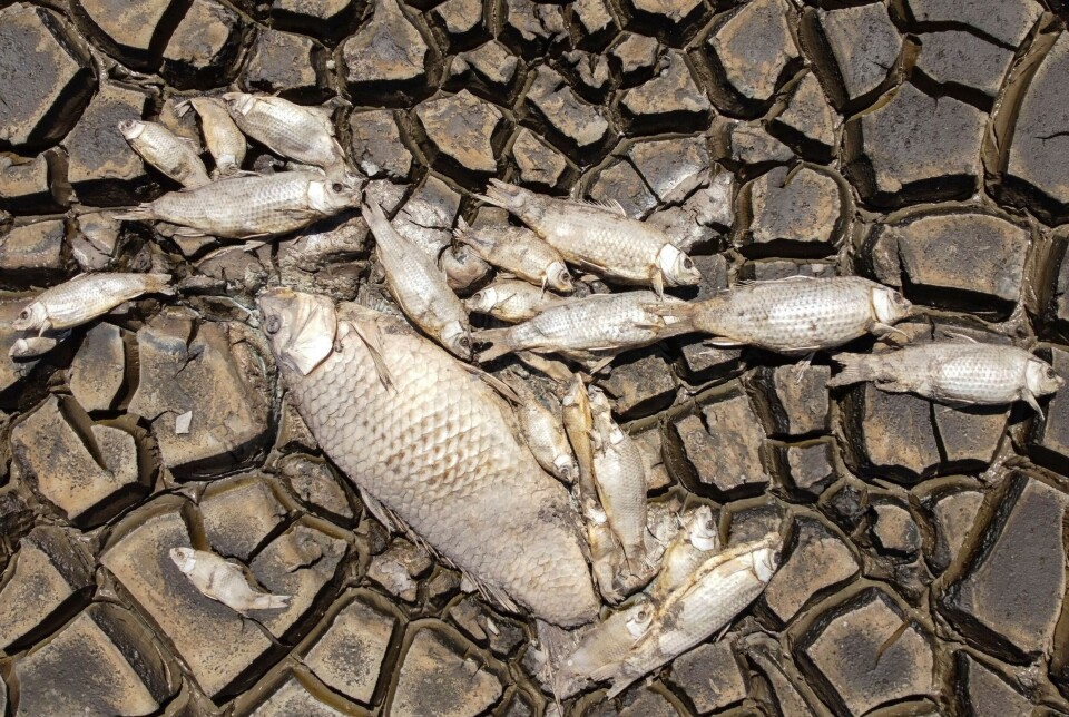 DØD FISK: Bildet er fra Bustillos-lagunen i Mexico. Ifølge lokale myndigheter tørket hele innsjøen inn som følge av ekstrem tørke sommeren 2024. Død fisk lå igjen.
