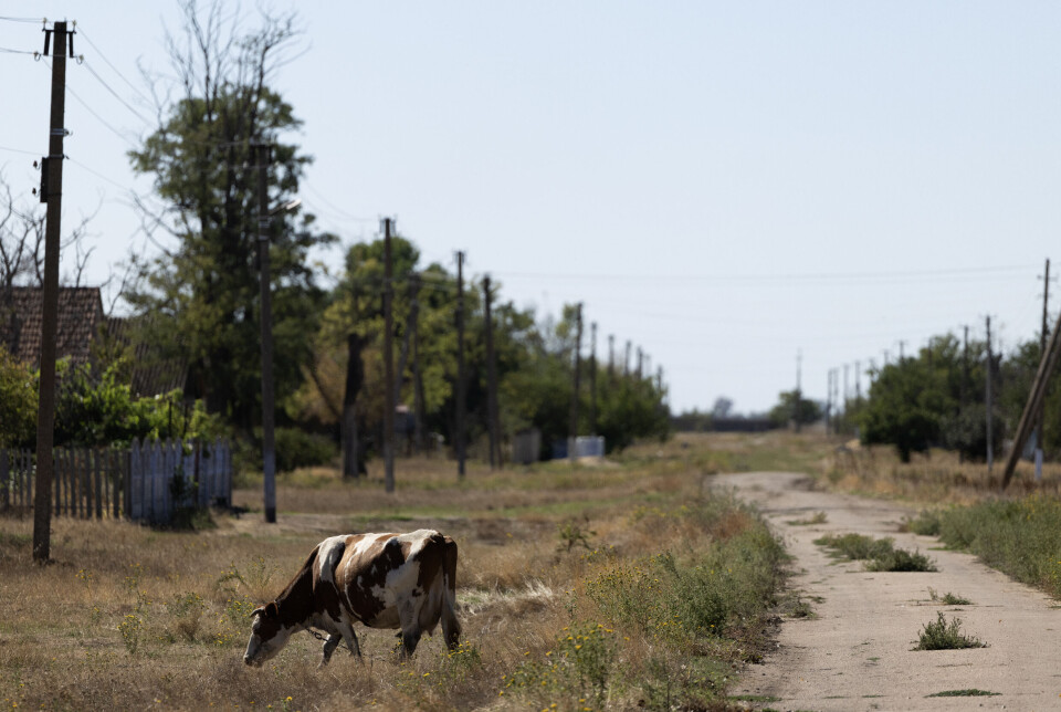 Ei ku gresser i hovedgata som går gjennom Liubomyrivka, som var et levende jordbrukssamfunn før de russiske soldatene ankom.