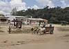 To okser trekker en vogn på en jordvei foran enkle bygninger i et landlig område i Malawi.