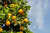 Modne appelsiner på et grønt tre mot blå himmel.